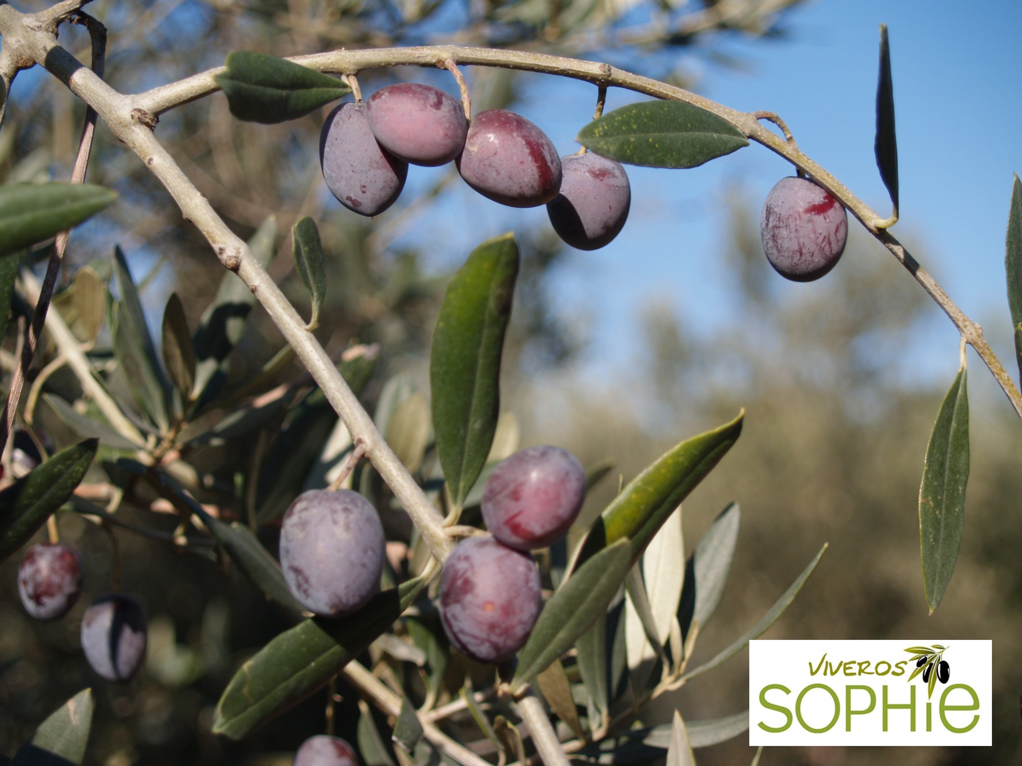 Variedad de olivo SOURY